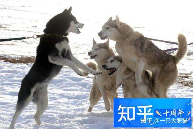 想养雪撬犬前必看的几点 知乎