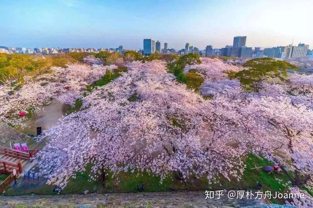 19日本全境首轮樱花花期出炉 你准备好了吗 知乎