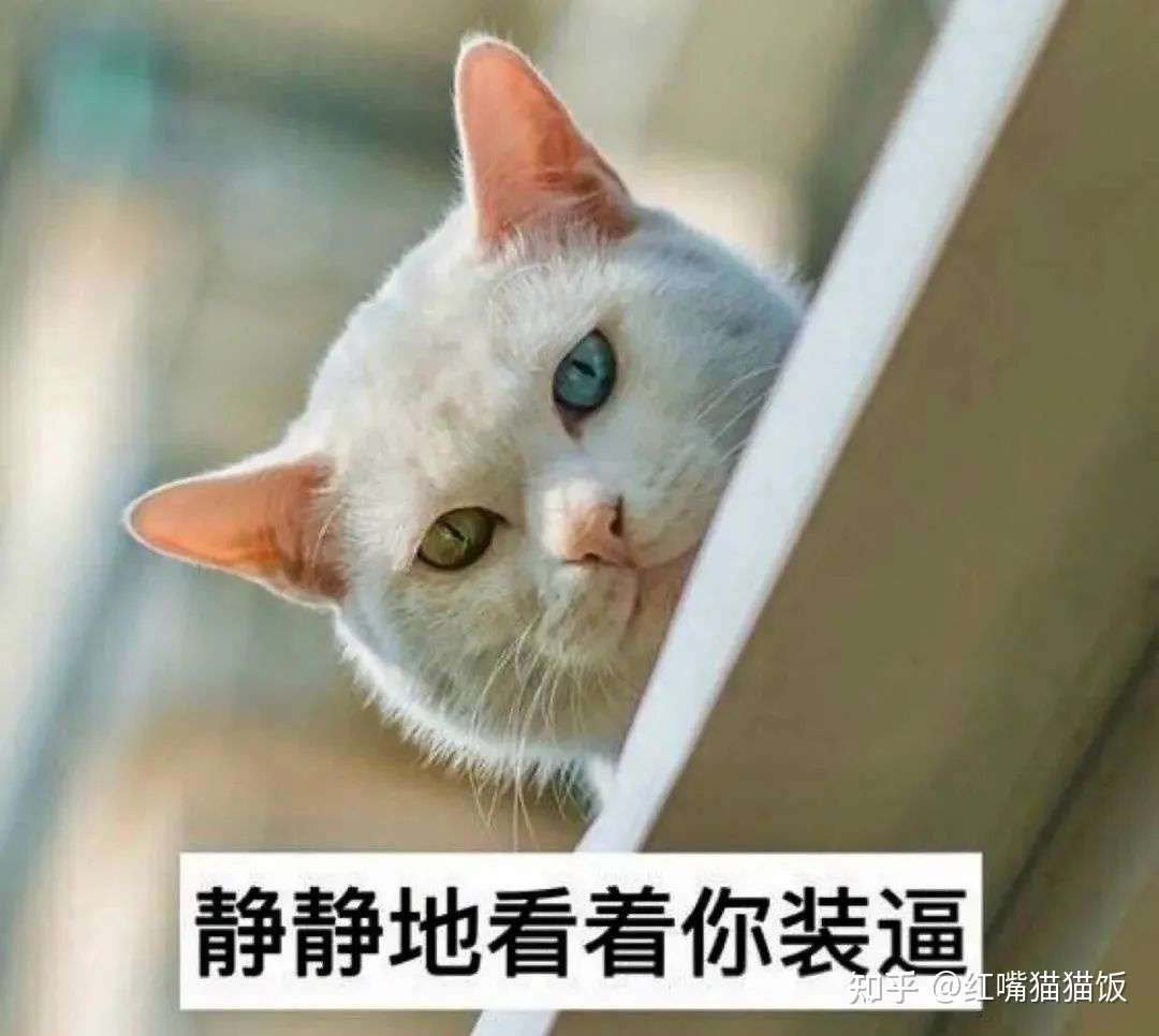 挑嘴猫变干饭猫 这样一盒猫饭是怎么炼成的 知乎