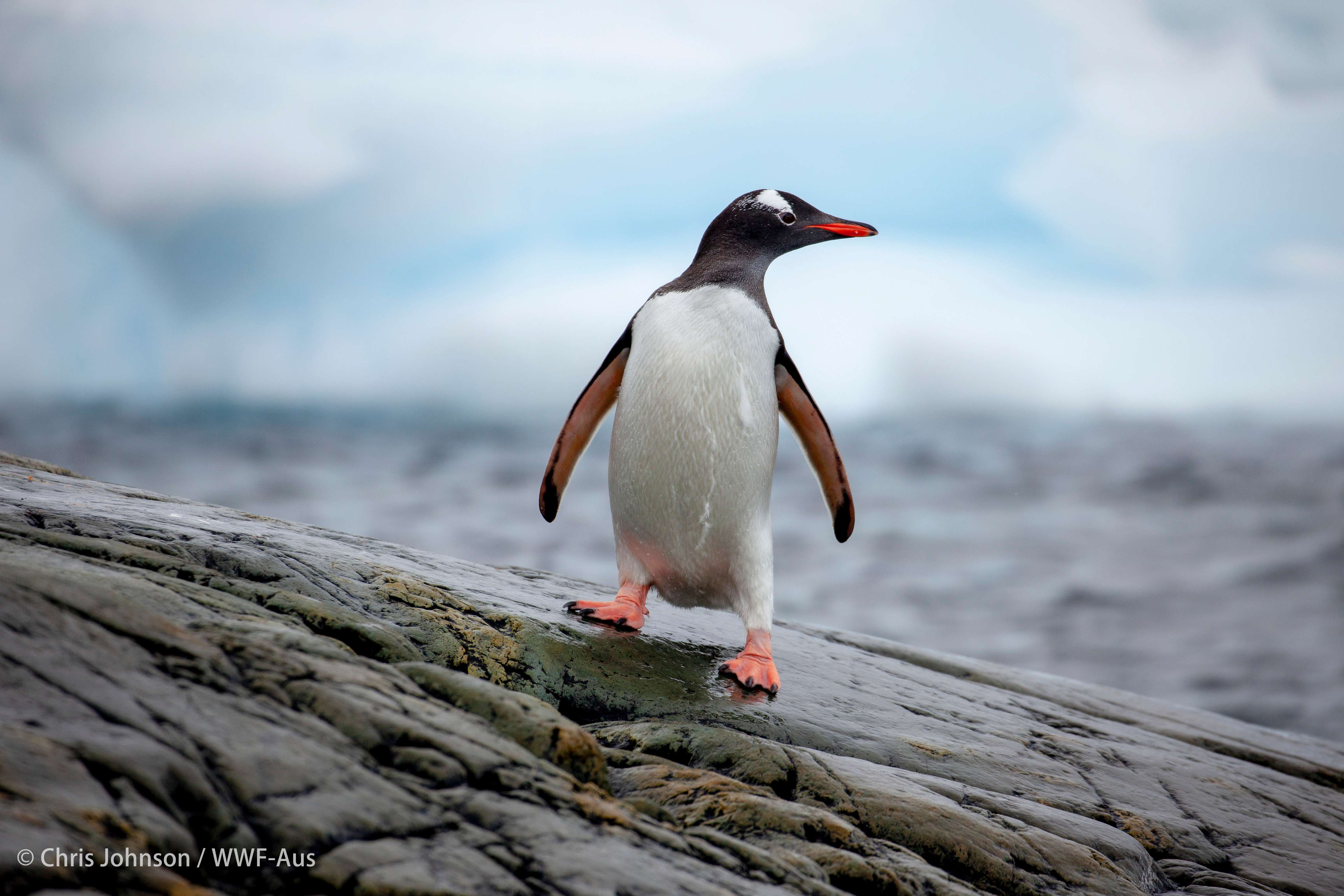 是一组冰原上的小精灵巴布亚企鹅(p… - 知乎