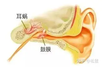 導致耳鳴的原因有哪些