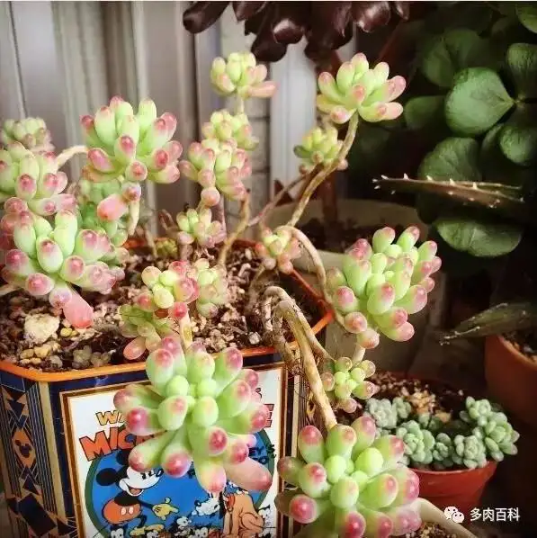 正确面对多肉植物徒长 知乎