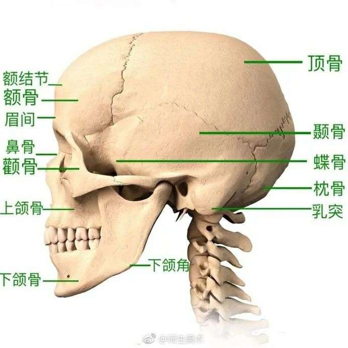 脑袋骨骼结构图图片