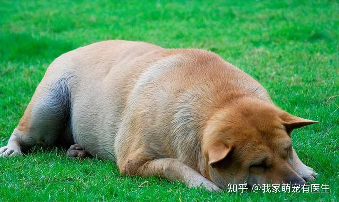 宠物致命疾病 腹水的症状以及治疗方法 猫犬通用哦 知乎