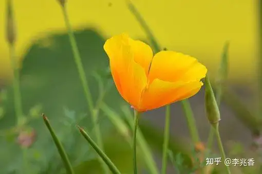 清晨问候语及关心话，温馨阳光充满正能量，愿你快乐一整天（早上好的吉言妙语）