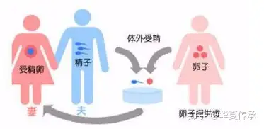 全国第三代试管排名（最全面详解：试管婴儿具体流程）