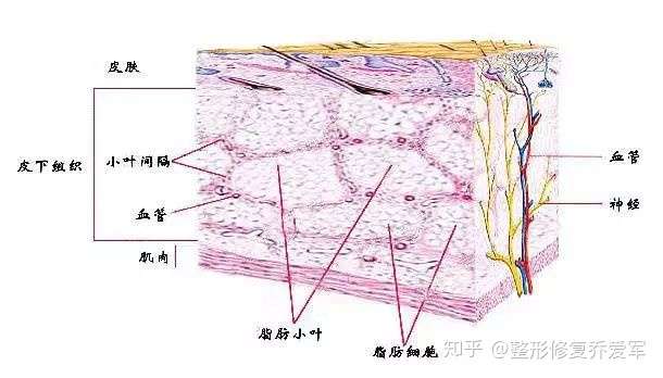人体脂肪组织解剖学结构 知乎