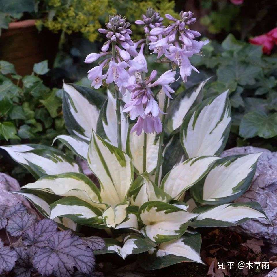 玉簪丨树荫下的一场仲夏夜之梦 知乎