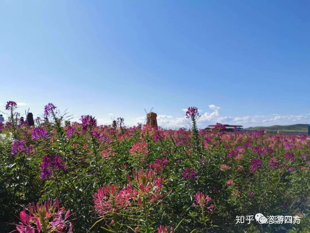 坝上 童话草原 草原之夏 下 知乎