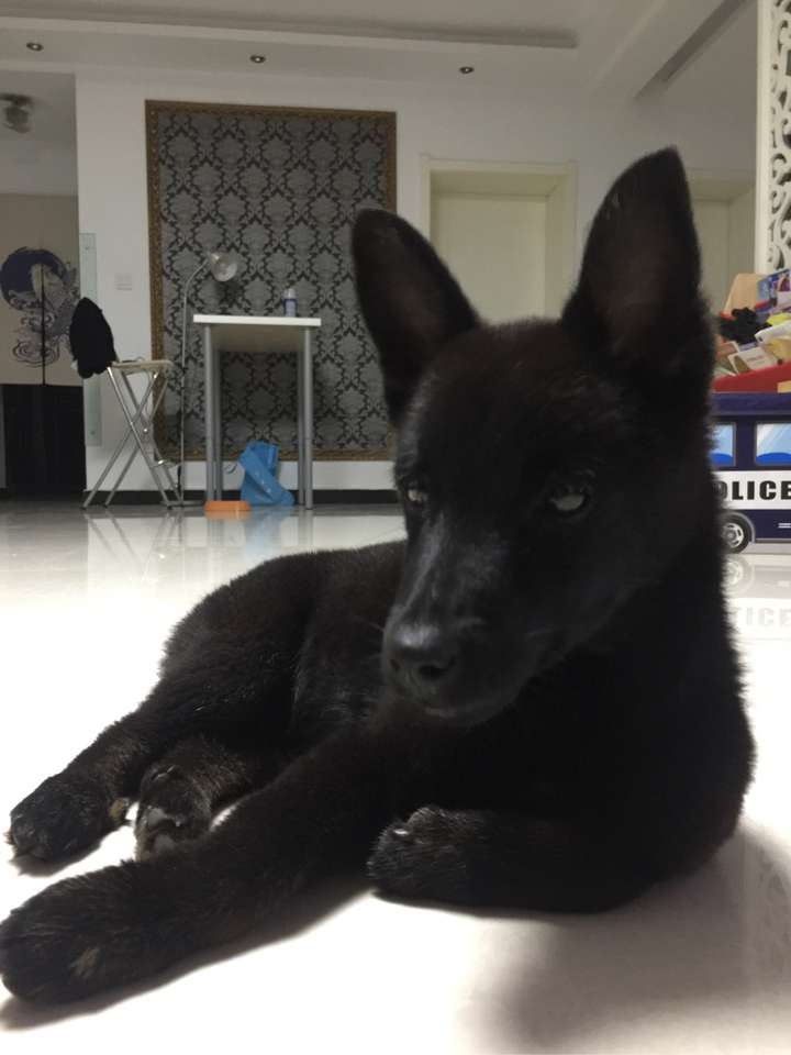 灞桥狗市上买的,狗贩子告诉我这是令人闻风丧胆的"黑狼犬",于是我就咬