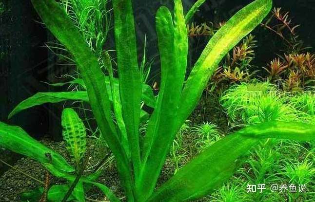观赏鱼冷知识 虽然鱼缸养水草好处多 可也有3个弊端你了解吗 知乎