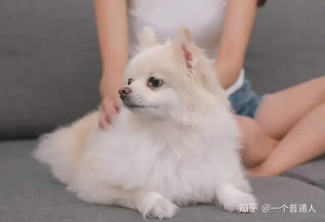 有这5个特征的“博美犬”，血统很纯！”