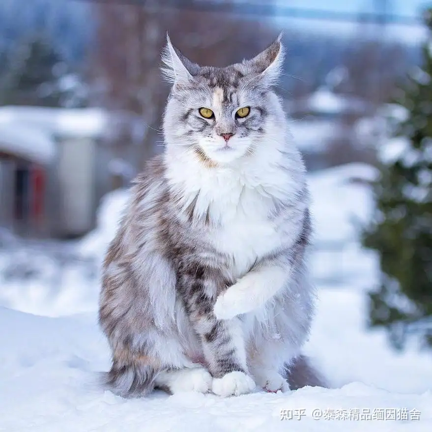 缅因猫多少钱一只,缅因猫纯种幼猫多少钱一只- 知乎