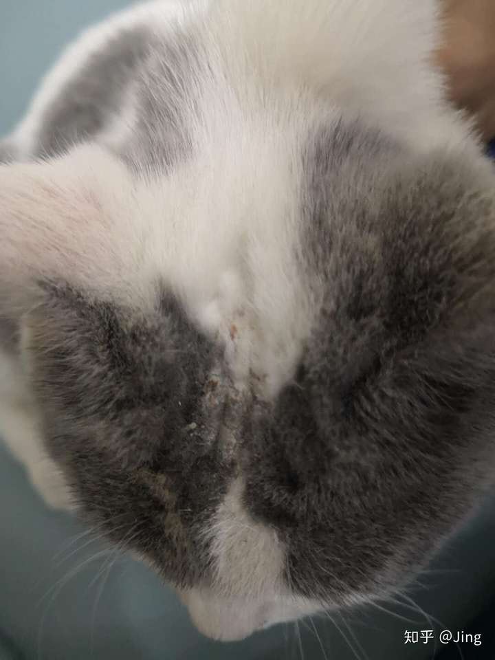 怎样才能彻底治愈猫癣 知乎