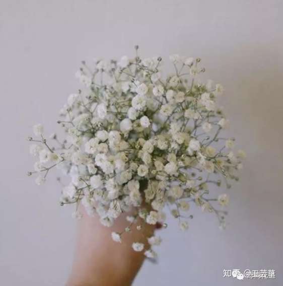 花束配材篇 教你打造独一无二的高颜值花束 二 知乎