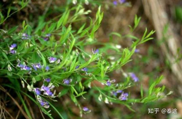 中药远志的功效与作用远志使用注意事项