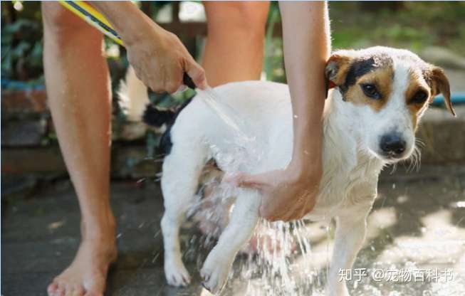 养狗的哪些做法, 会对狗狗有危害?