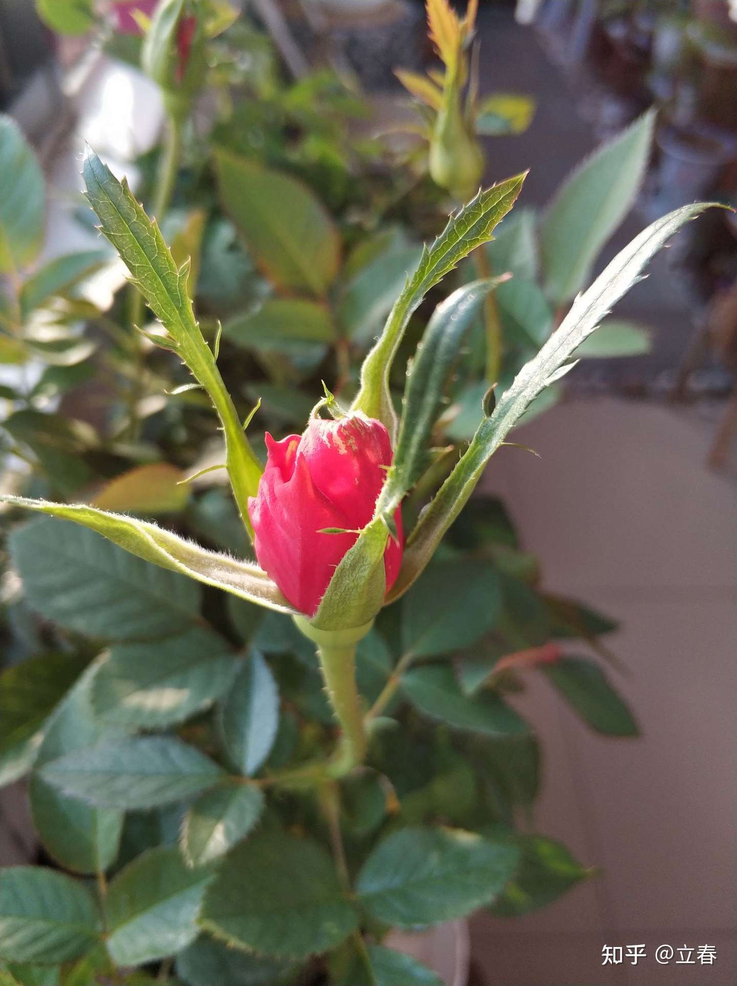 养花日记 21 2 3 立春 知乎