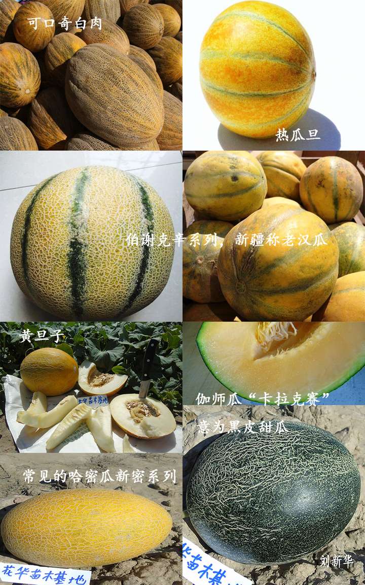 哈密瓜品种大全
