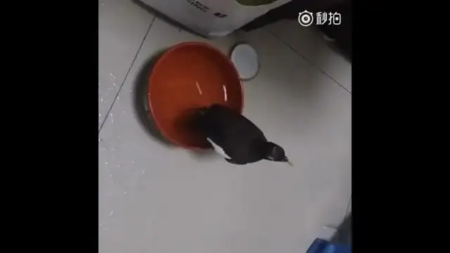 高贵冷艳的八哥为什么养了很长时间,最后还是会跑呢?
