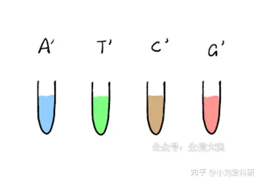 四川三代试管最好的医院（你真的搞懂测序技术了吗——测序、第一代测序）