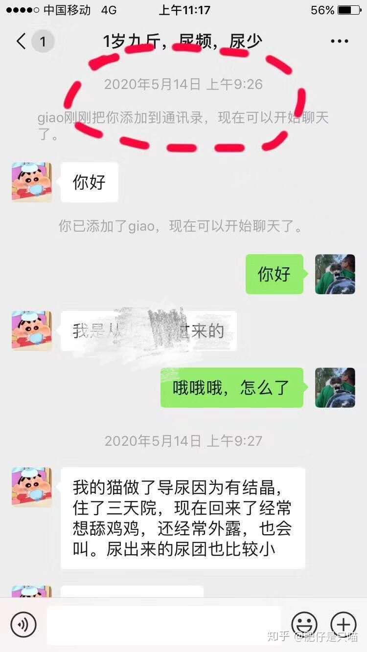 猫咪膀胱炎，尿频，排尿困难怎么办？ - 知乎