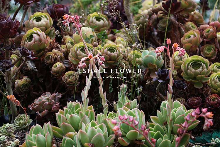 多肉拼盘怎样种出高级感 可萌可飒 你值得拥有的肉肉图鉴 二 知乎