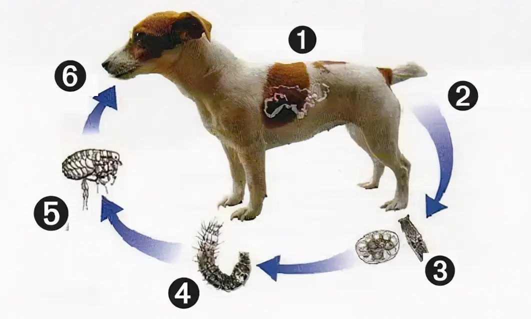 寄生虫是什么 关于寄生虫你需要了解这些 知乎