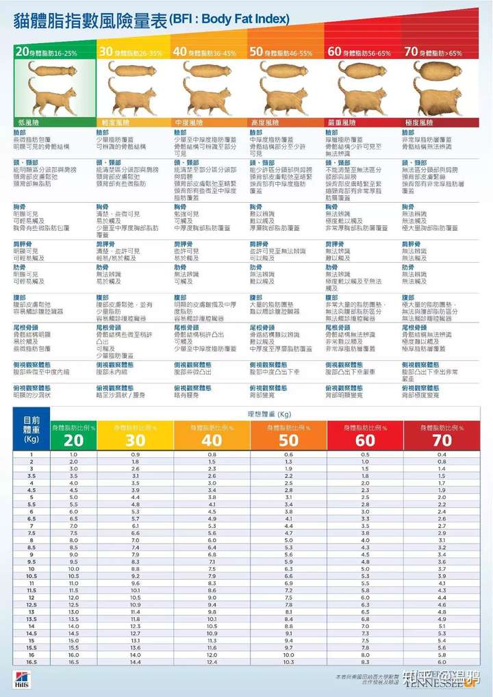 英短的正常体重是多少?