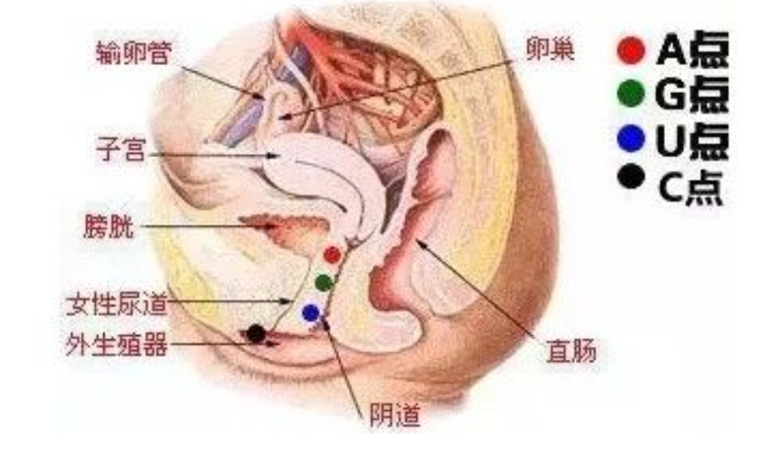 传说中的 G点 真的存在吗 性愛敏感帶科学揭密 居然还有a点 U点 C点啊 知乎