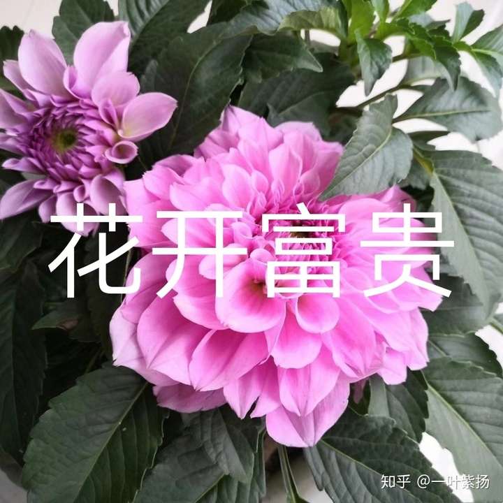 如果我改網名花開富貴會有哥哥們喜歡我嗎?