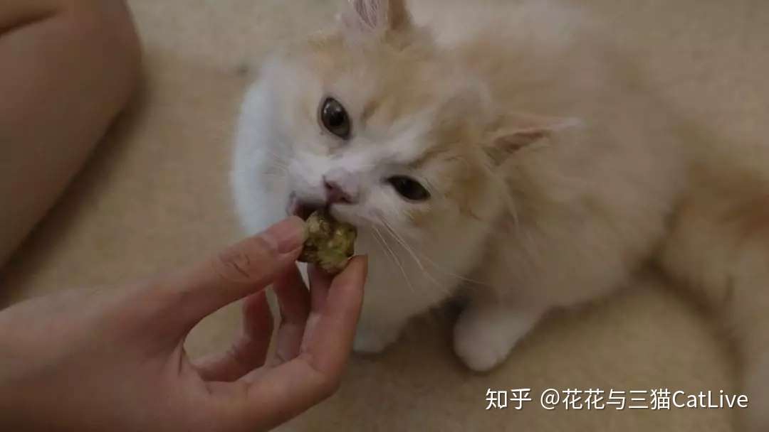 猫咪吃虫瘿果和吃猫薄荷 效果会有什么区别 知乎