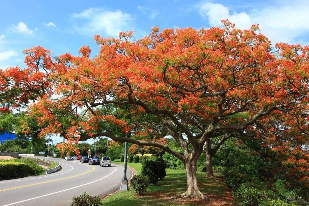 一次把这100种 常见植物说清楚 知乎