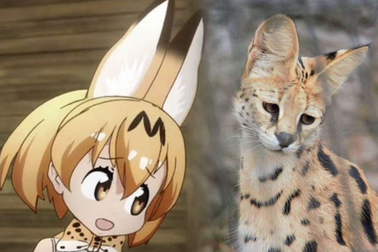 可能有点后知后觉,兽娘动物园真不错!