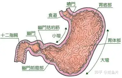 中医养生入门：胃在人体有那三大功能？ - 知乎