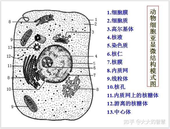 高中生物总复习之细胞结构功能图汇总 彩色图片 超详细 知乎