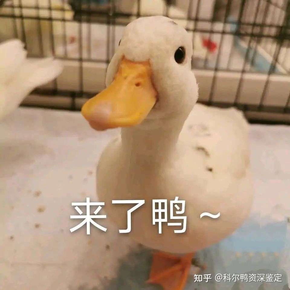 科尔鸭和普通鸭子的不同之处 知乎
