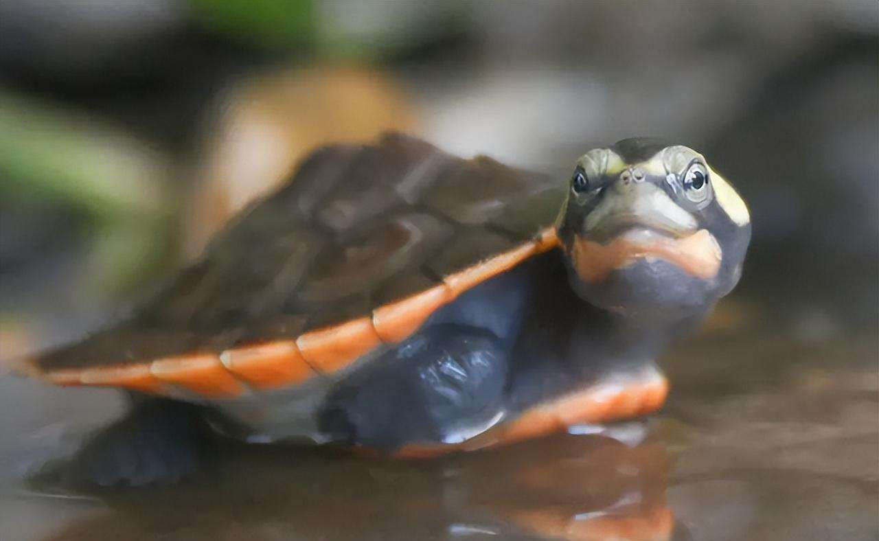 甜甜圈龟是深水龟吗（甜甜圈龟长大后的图片）