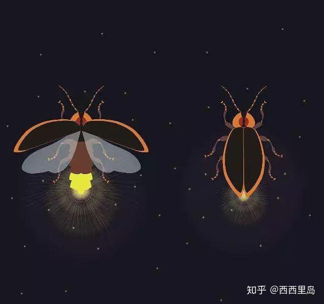 萤火虫简图图片