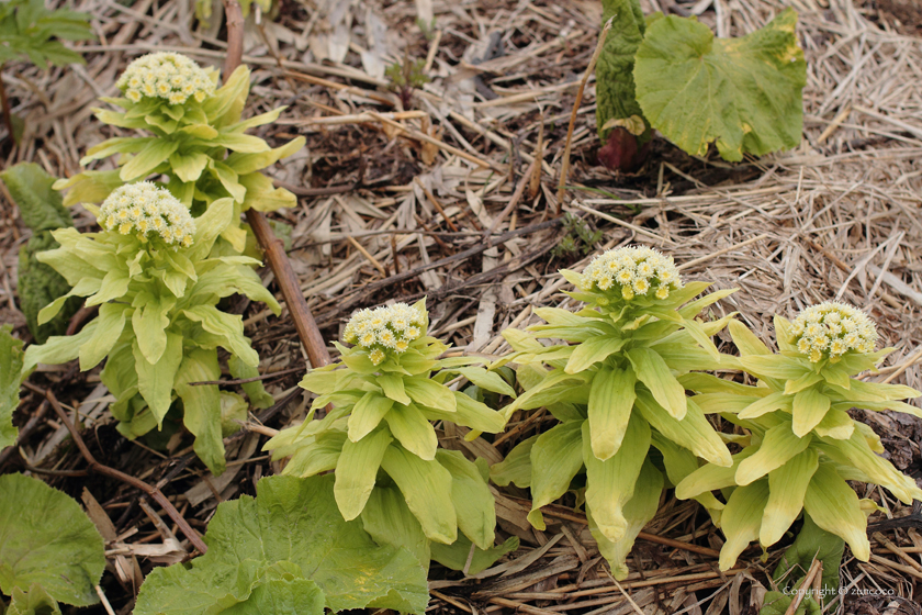 食野之苹 柒 秋田蕗 知乎