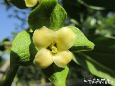 满树花 半树果 知乎