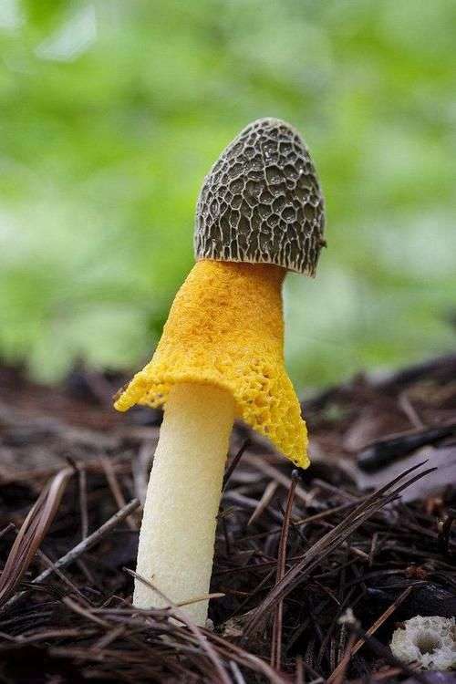 真菌的繁殖方式求图片谢谢啦