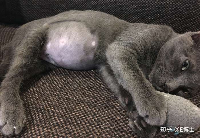 比猫传腹更可怕的是 误诊猫传腹 知乎