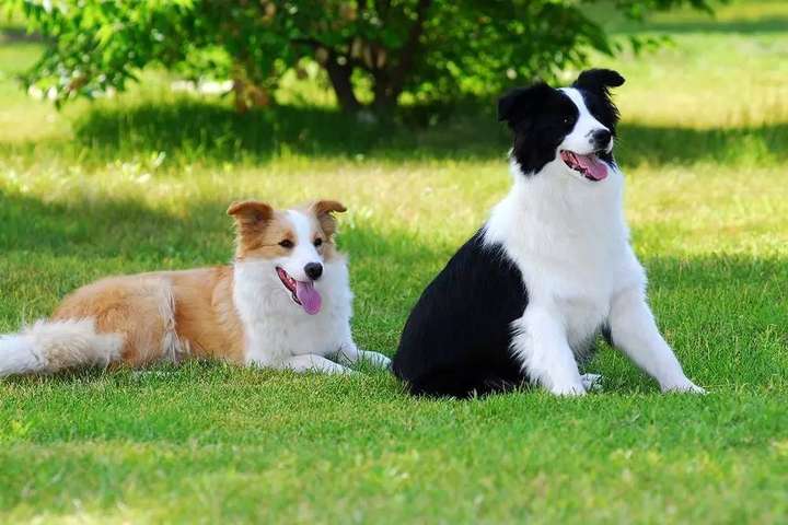 边牧犬多少钱一只幼崽（血统级边牧价格）