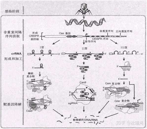 核酸的剪刀 Crispr Cas 知乎