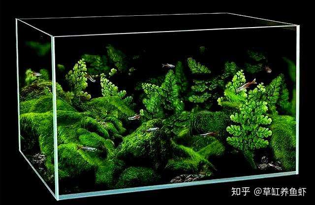 小草缸开缸 虽然东西不多 规格及功率也不需要很大 但这些确实是我们养水草的刚需 知乎