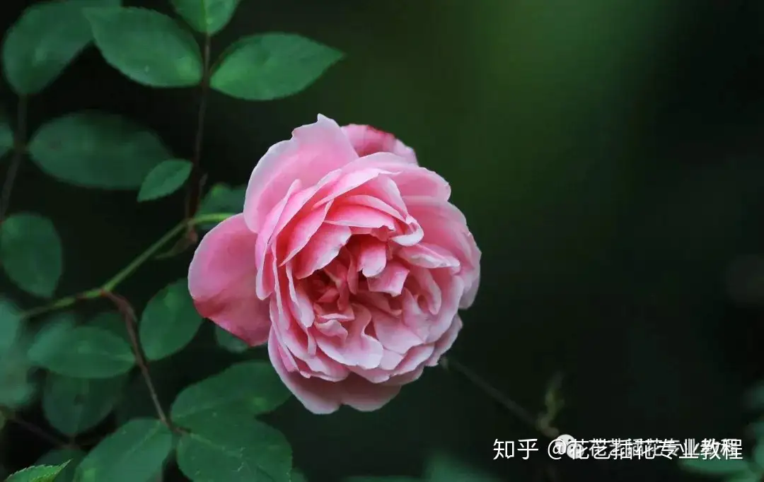 R4.10.26 花 (薔薇 ５) | www.ofa.sg