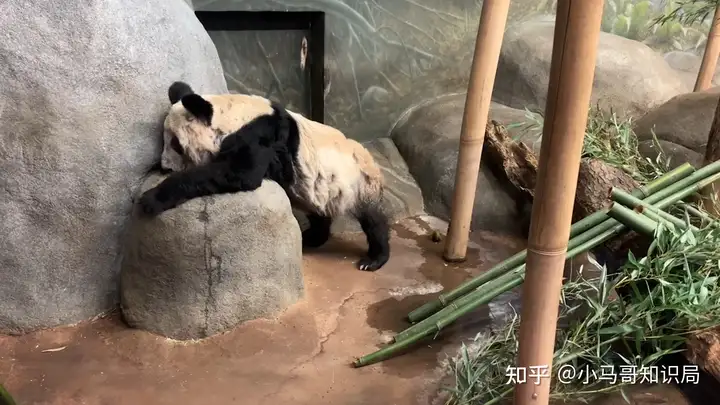 旅美大熊猫即将回国，为什么国人一片欢呼？它们在美国过得不好吗