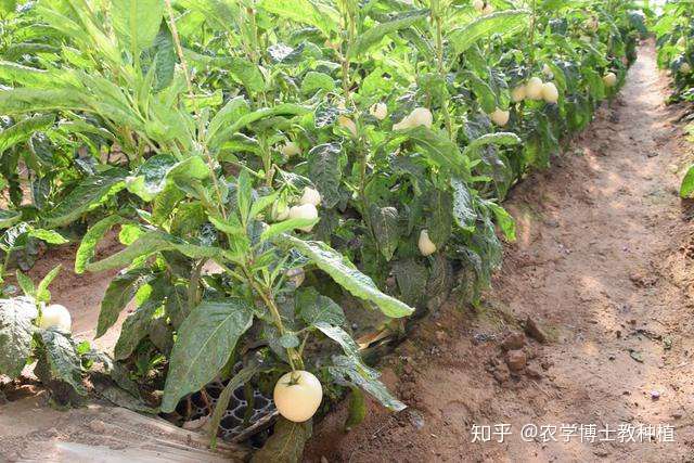 人参果形状奇特 好吃营养 掌握高产栽植模式 经济效益翻一番 知乎