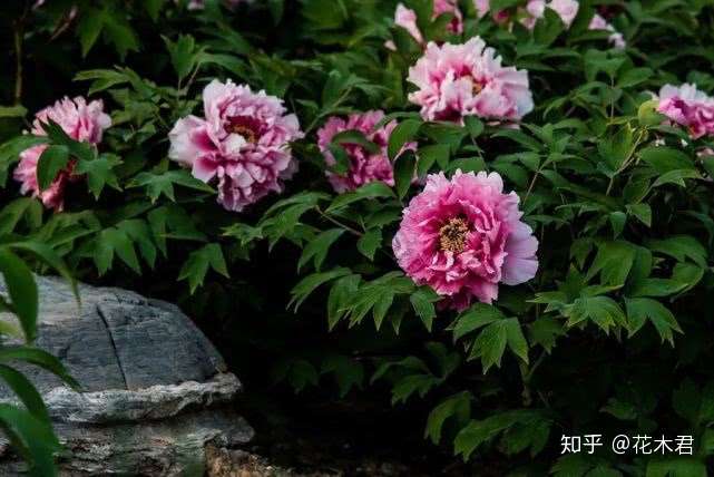 牡丹鉴赏 中国牡丹的起源 4大种群9个原始品种的现状与保护 知乎
